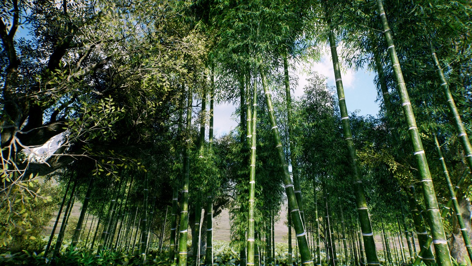 亚洲竹林Bamboo Asian forest 【4.27-5.4】
