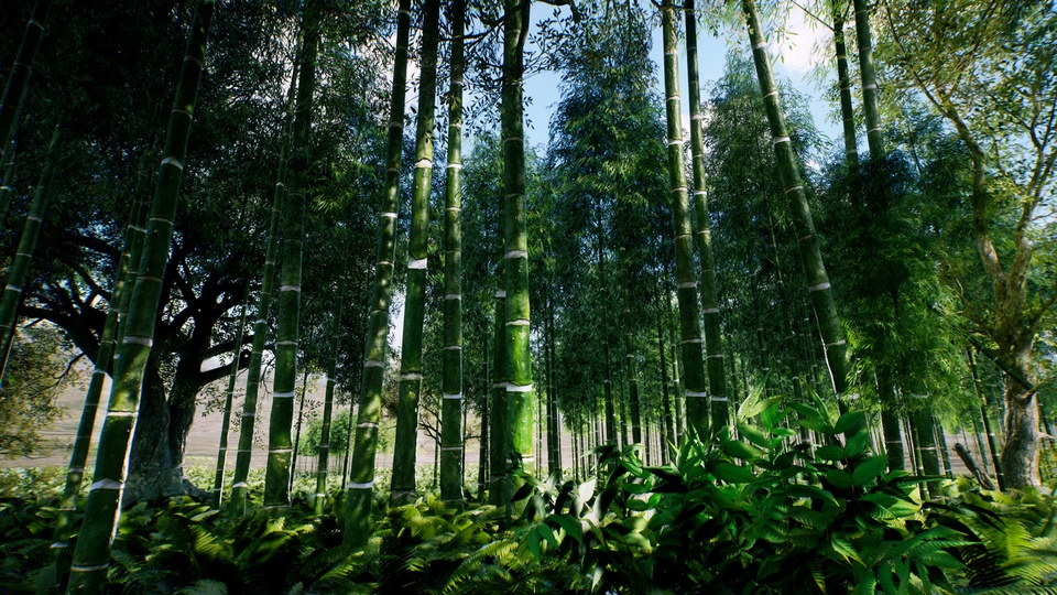 亚洲竹林Bamboo Asian forest 【4.27-5.4】