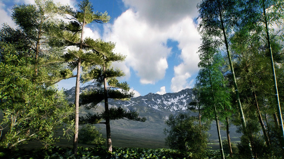 亚洲竹林Bamboo Asian forest 【4.27-5.4】