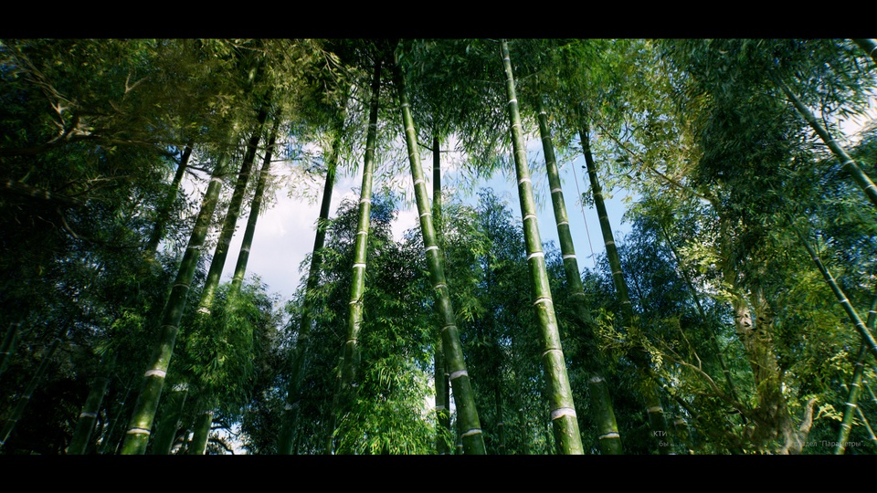 亚洲竹林Bamboo Asian forest 【4.27-5.4】