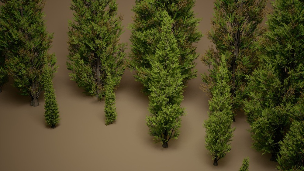 叶子 VOL.21 - 柏树Foliage VOL.21 - Cypress Trees