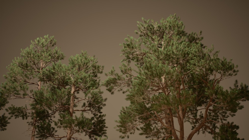 树叶 VOL.2 – 松树Foliage VOL.2 - Pines