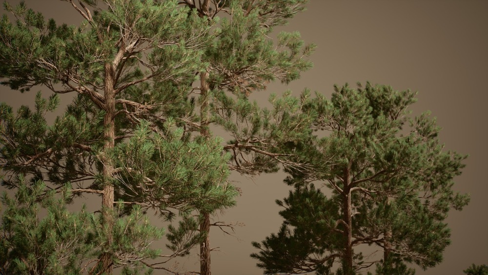 树叶 VOL.2 – 松树Foliage VOL.2 - Pines