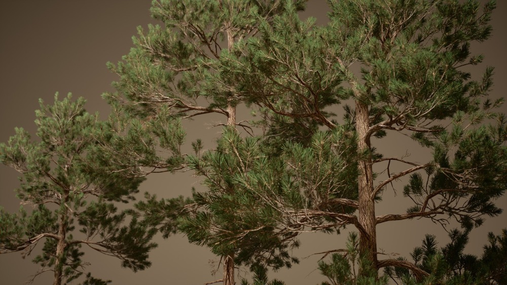 树叶 VOL.2 – 松树Foliage VOL.2 - Pines