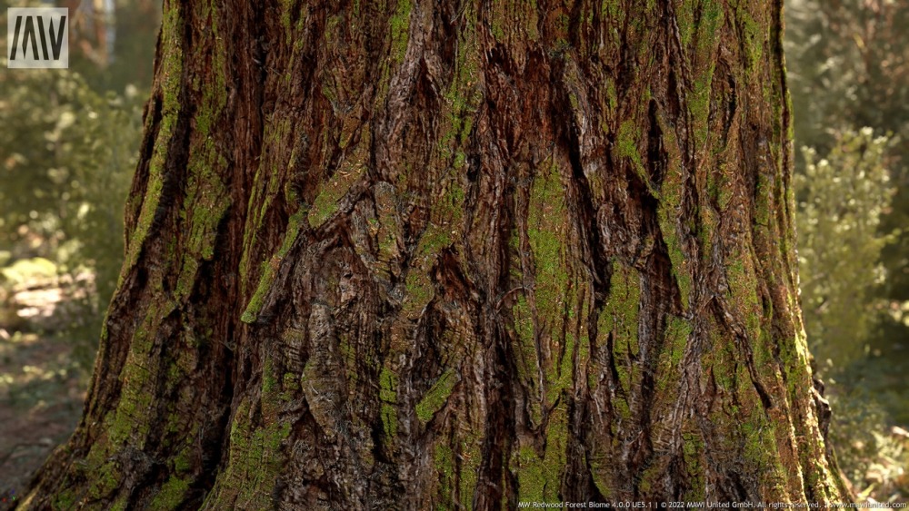 MW 红木树森林生物群落MW Redwood Trees Forest Biome