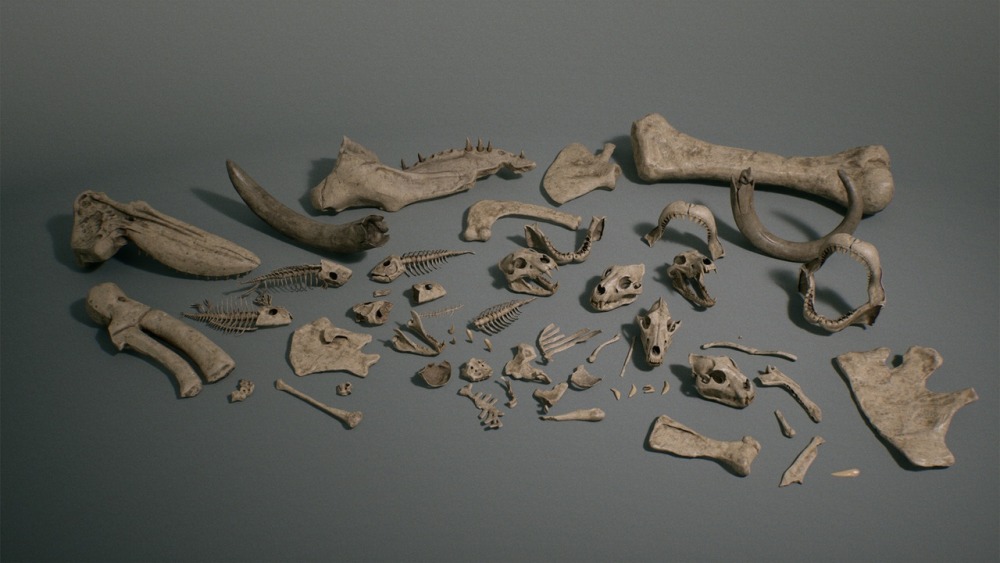 骨头 VOL.1 – 动物骨头 1 Bones VOL.1 - Animal Bones 1