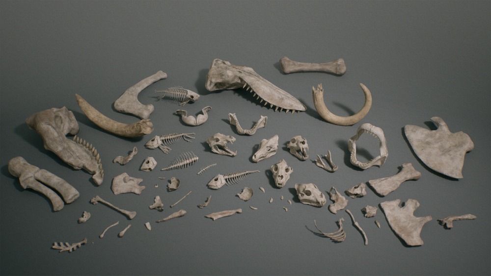 骨头 VOL.1 – 动物骨头 1 Bones VOL.1 - Animal Bones 1