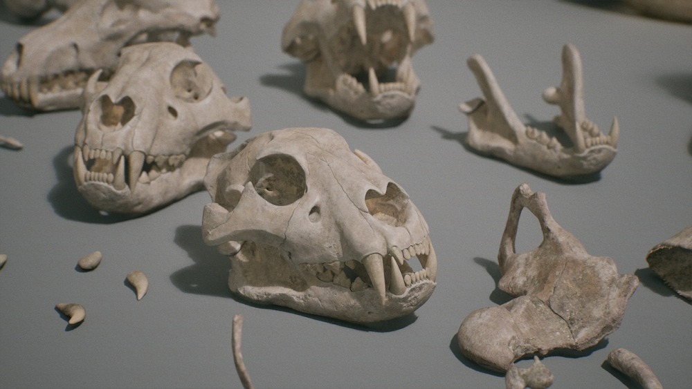 骨头 VOL.1 – 动物骨头 1 Bones VOL.1 - Animal Bones 1