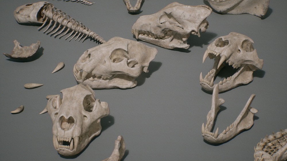 骨头 VOL.1 – 动物骨头 1 Bones VOL.1 - Animal Bones 1