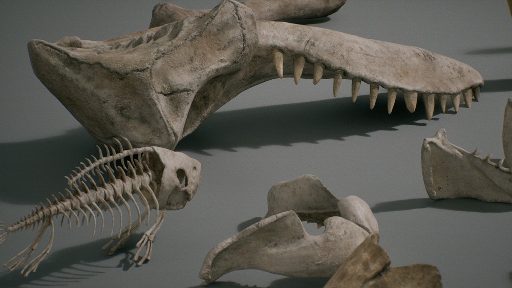 骨头 VOL.1 – 动物骨头 1 Bones VOL.1 - Animal Bones 1