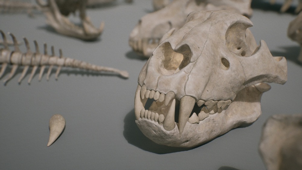 骨头 VOL.1 – 动物骨头 1 Bones VOL.1 - Animal Bones 1