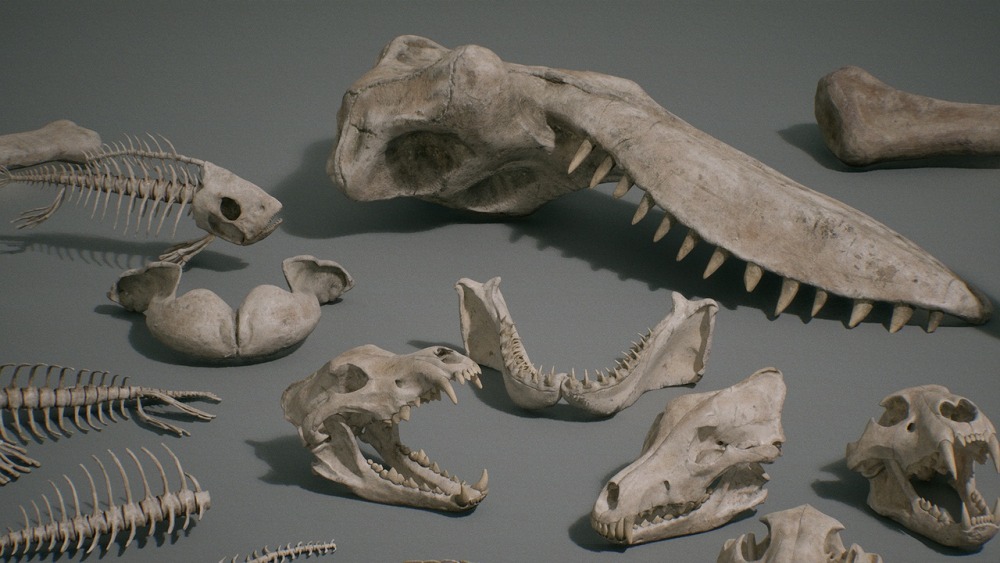 骨头 VOL.1 – 动物骨头 1 Bones VOL.1 - Animal Bones 1