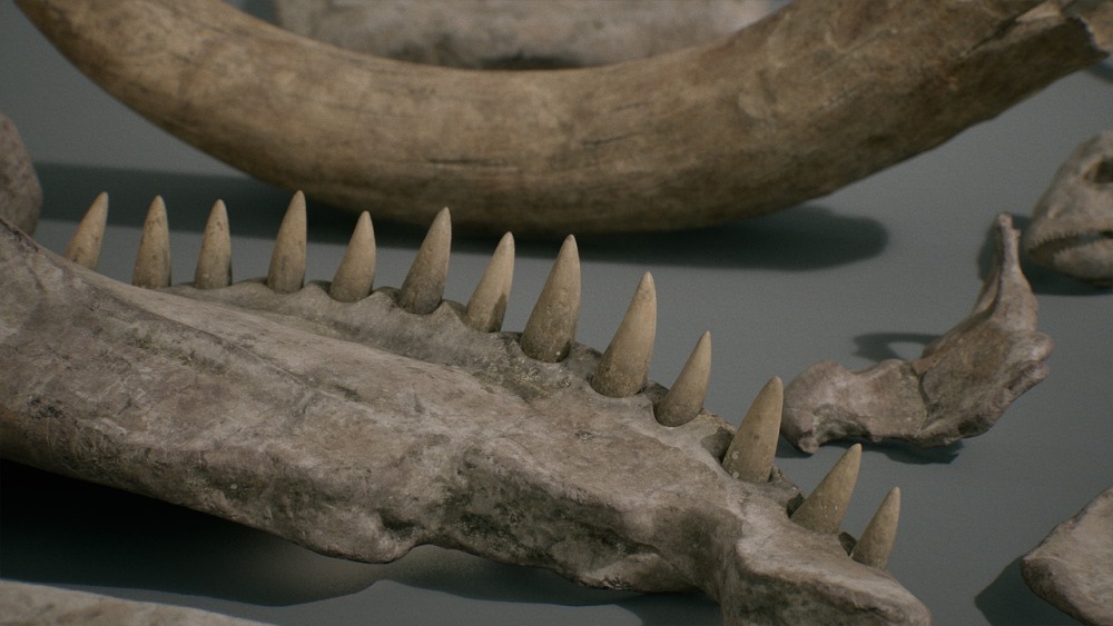 骨头 VOL.1 – 动物骨头 1 Bones VOL.1 - Animal Bones 1