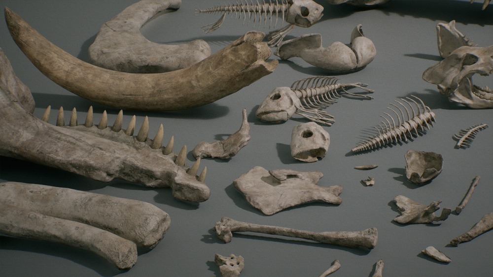 骨头 VOL.1 – 动物骨头 1 Bones VOL.1 - Animal Bones 1