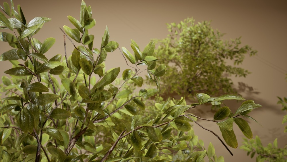 树叶 VOL.5 – 黄杨灌木丛 Foliage VOL.5 – Euonymus Bushes