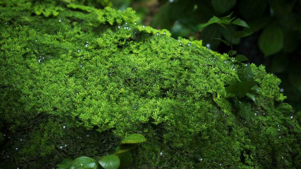 热带岛屿包Tropical Island Pack