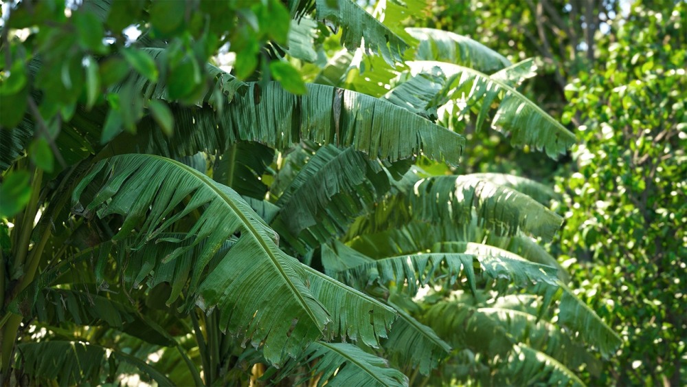 热带岛屿包Tropical Island Pack