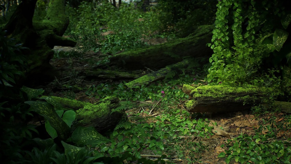 热带岛屿包Tropical Island Pack