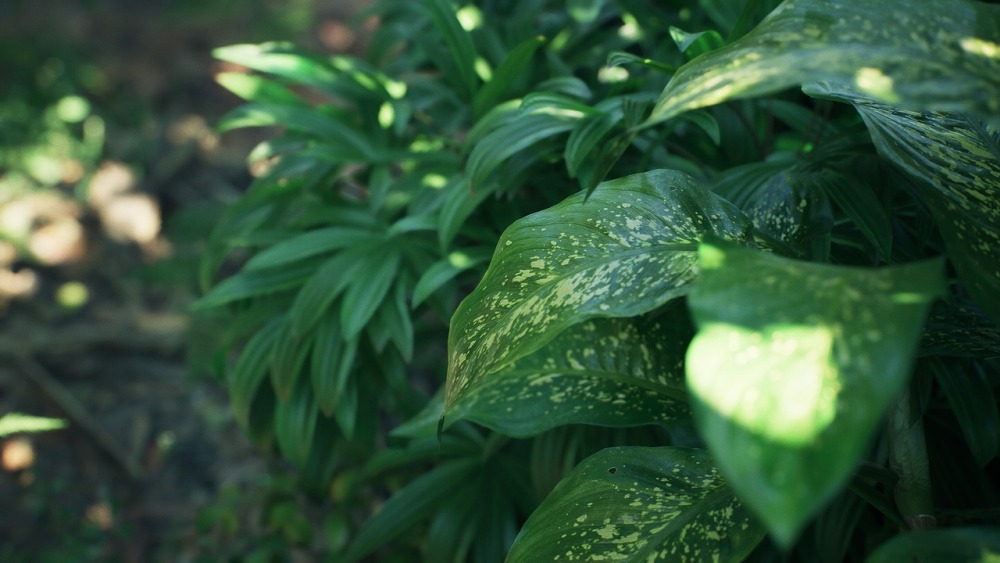 热带岛屿包Tropical Island Pack