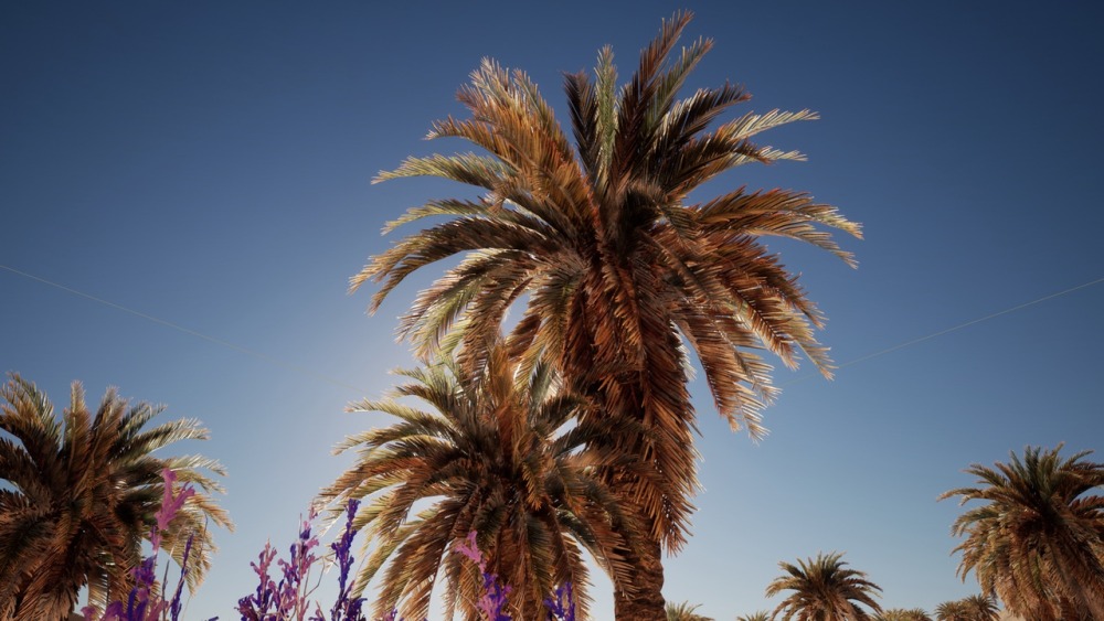 大棕榈植物包Big Palms Pack