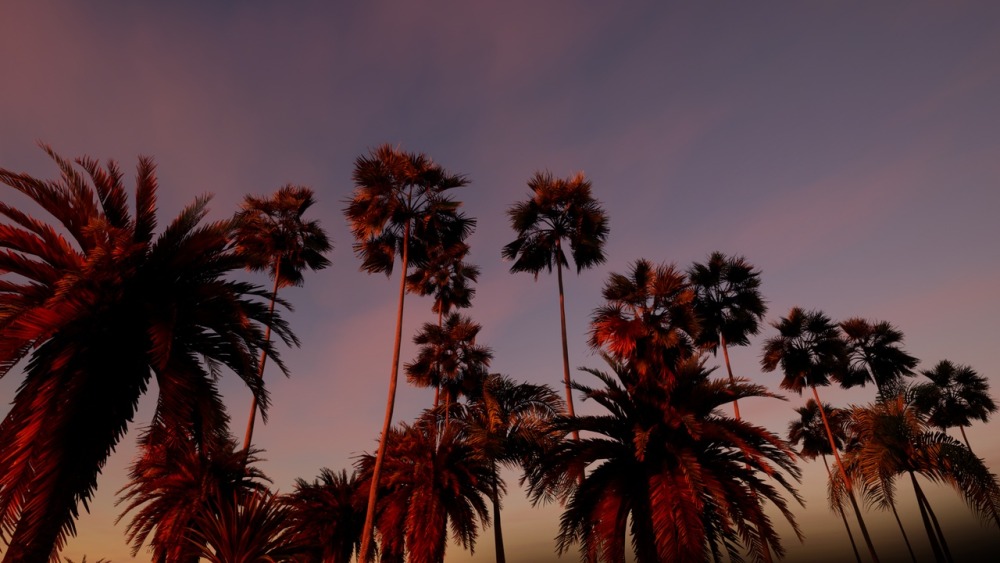 大棕榈植物包Big Palms Pack