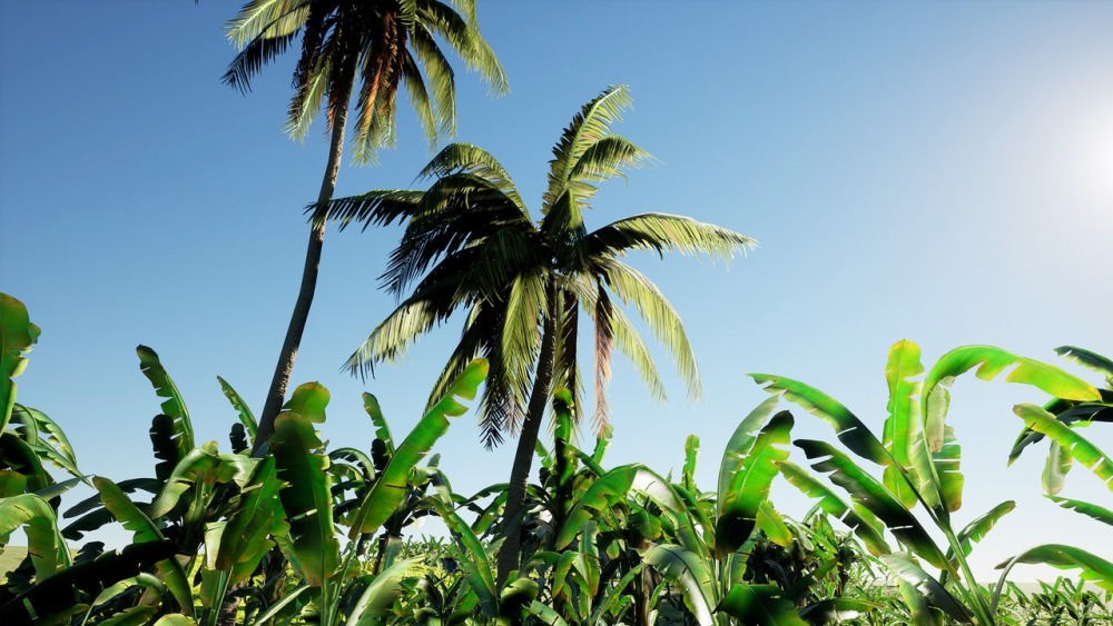 大棕榈植物包Big Palms Pack