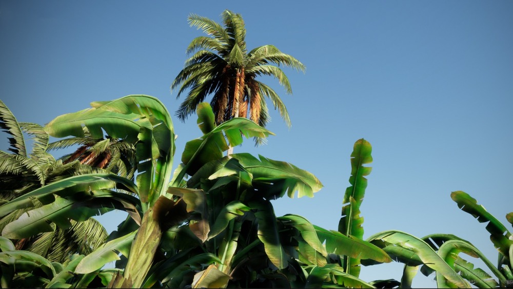 大棕榈植物包Big Palms Pack