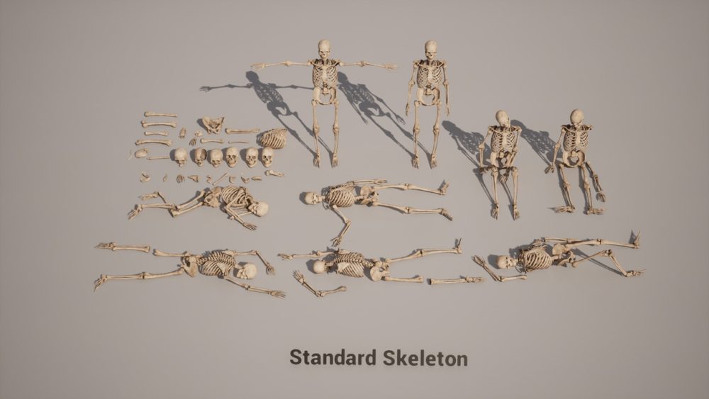 骨骼 VOL.2 - 人体骨骼 Bones VOL.2 - Human Bones