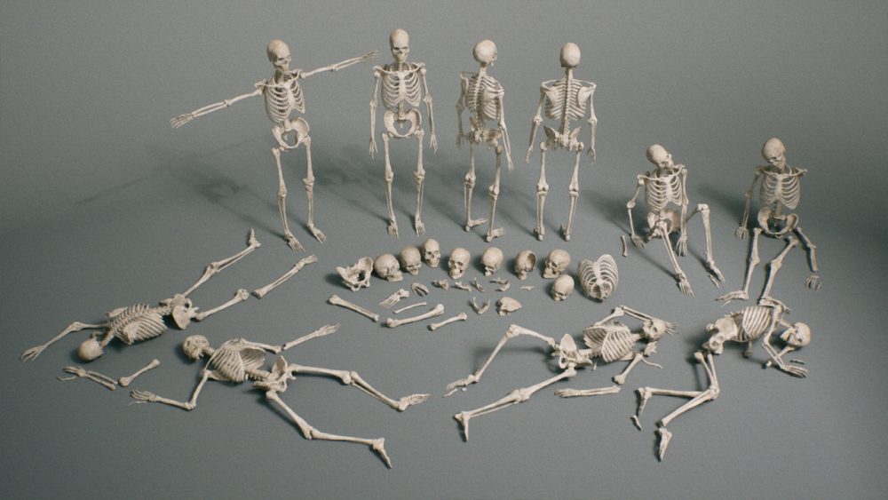 骨骼 VOL.2 - 人体骨骼 Bones VOL.2 - Human Bones