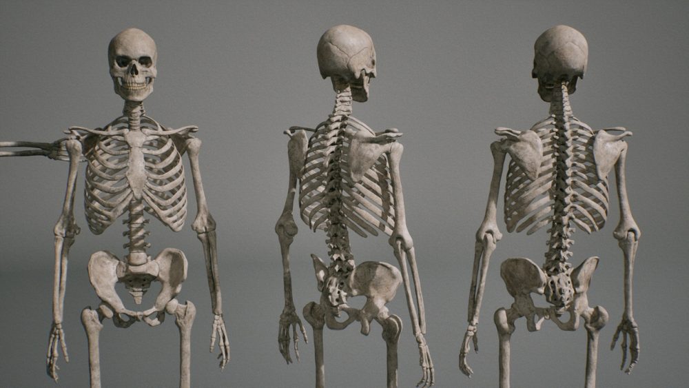 骨骼 VOL.2 - 人体骨骼 Bones VOL.2 - Human Bones