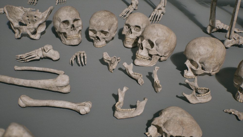 骨骼 VOL.2 - 人体骨骼 Bones VOL.2 - Human Bones