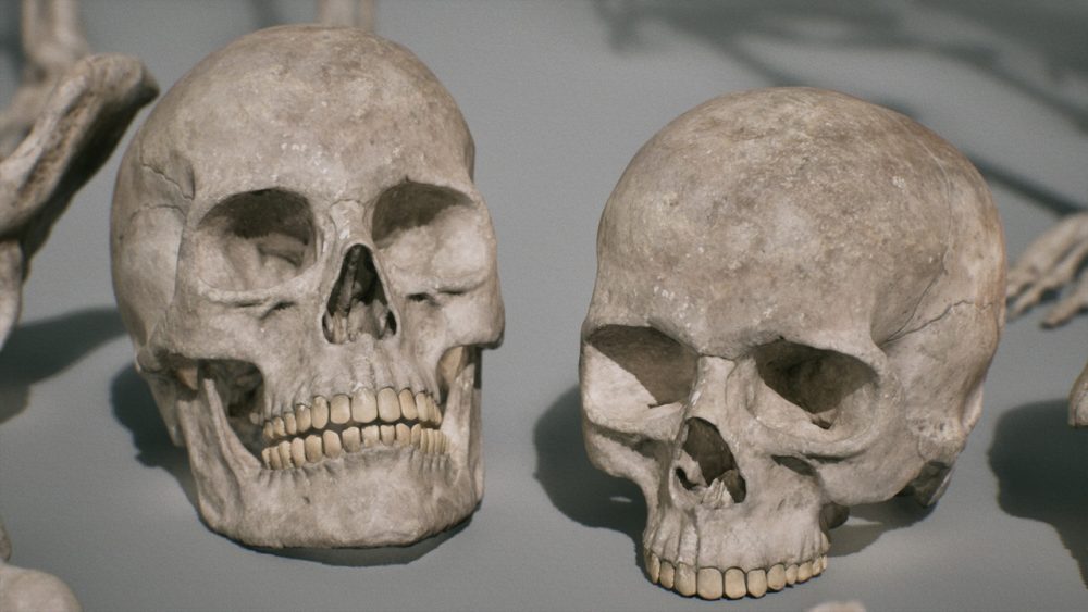 骨骼 VOL.2 - 人体骨骼 Bones VOL.2 - Human Bones