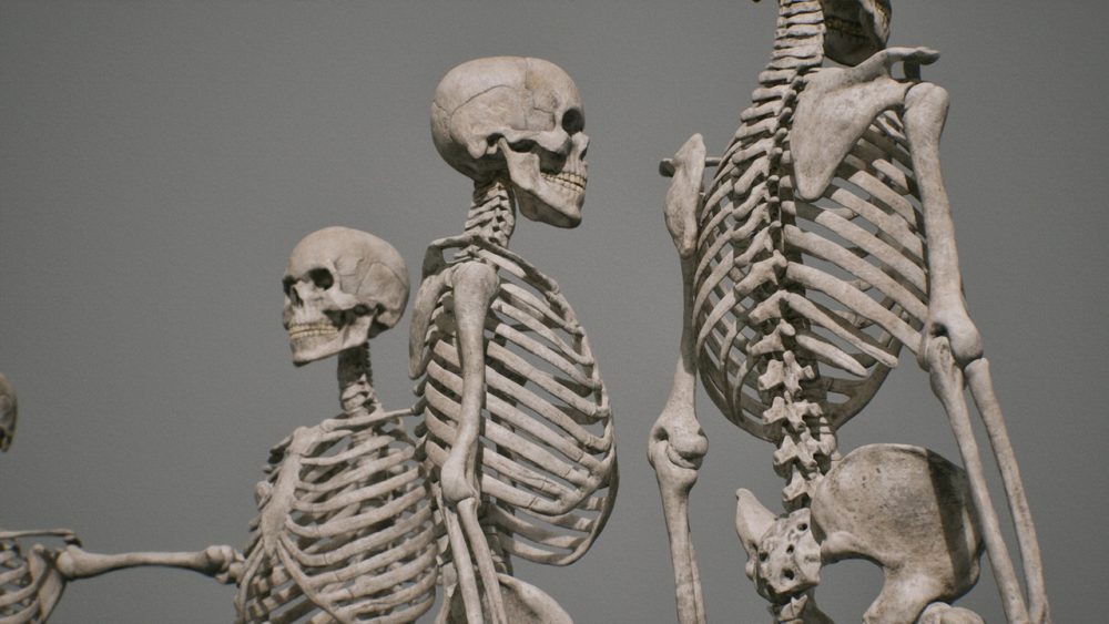 骨骼 VOL.2 - 人体骨骼 Bones VOL.2 - Human Bones