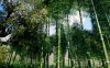 亚洲竹林Bamboo Asian forest 【4.27-5.4】
